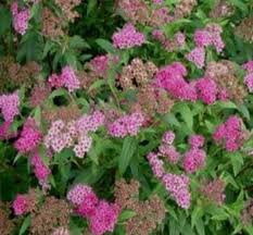 Anthony Waters Spirea 1G [pink]